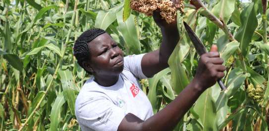 Ayel Dut Deng attends to her crops in South Sudan