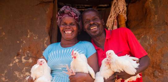 Zambia Chickens