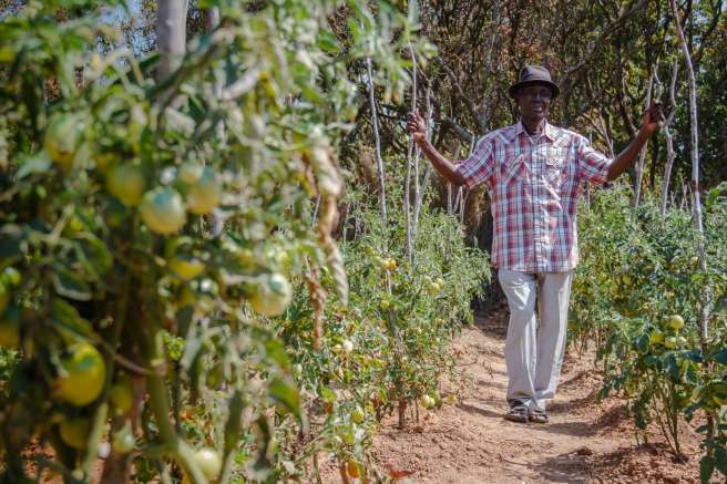 A man walks past some growing oranges