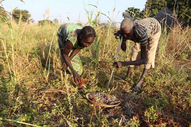 Luka Achor Awac, 49, and his mother-in-law Awal Upan, 50, with their sorghum harvest.