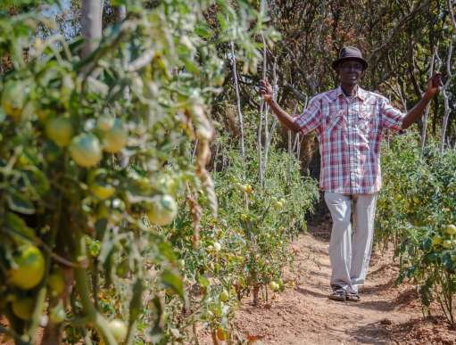 A man walks past some growing oranges