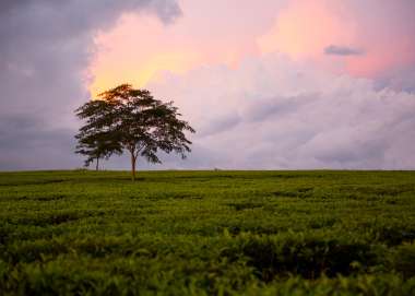 Tree in Malawi 