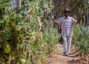 A man walks past some growing oranges