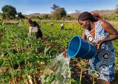 Agnes Machona watering her vegetable plot at Chigumira communal garden. 