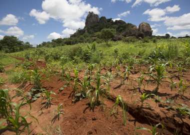 Irrigated land in Malawi