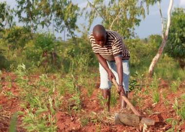 Pigeon pea farmer 