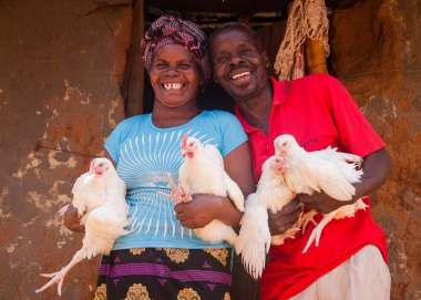 Zambia Chickens